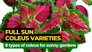 8 Amazing Coleus Varieties for Full Sun