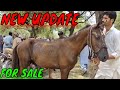 NEW VIDEO BEAUTIFUL HORSE FOR SALE