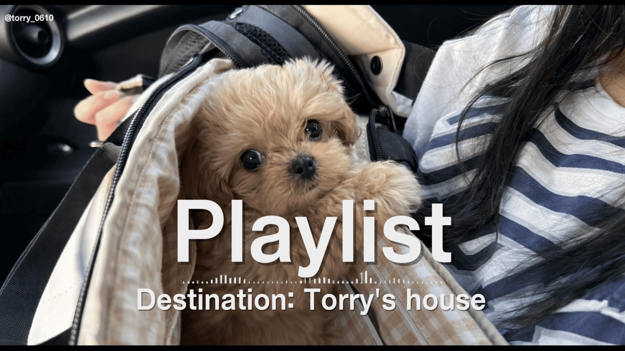 [Playlist] 🐾 Destination: Torry's house | 토리와 함께 편안한 휴식 | Cozy Pop · Lo-fi · Soft Jazz