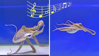 Will an Octopus React to Music  VIEWER REQUEST