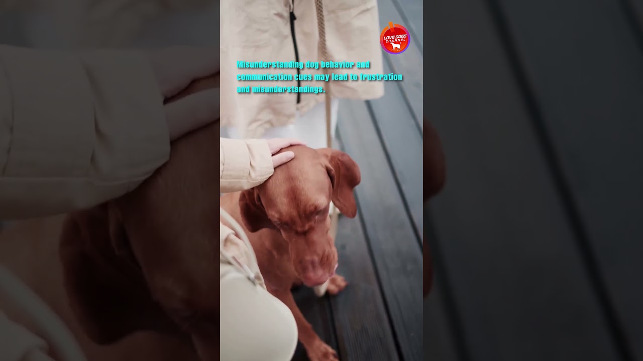 Mistakes to avoid for first time dog owners - LDC 75 # shorts # @lovedogs7747