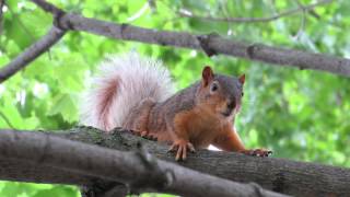 Fox Squirrel Barking