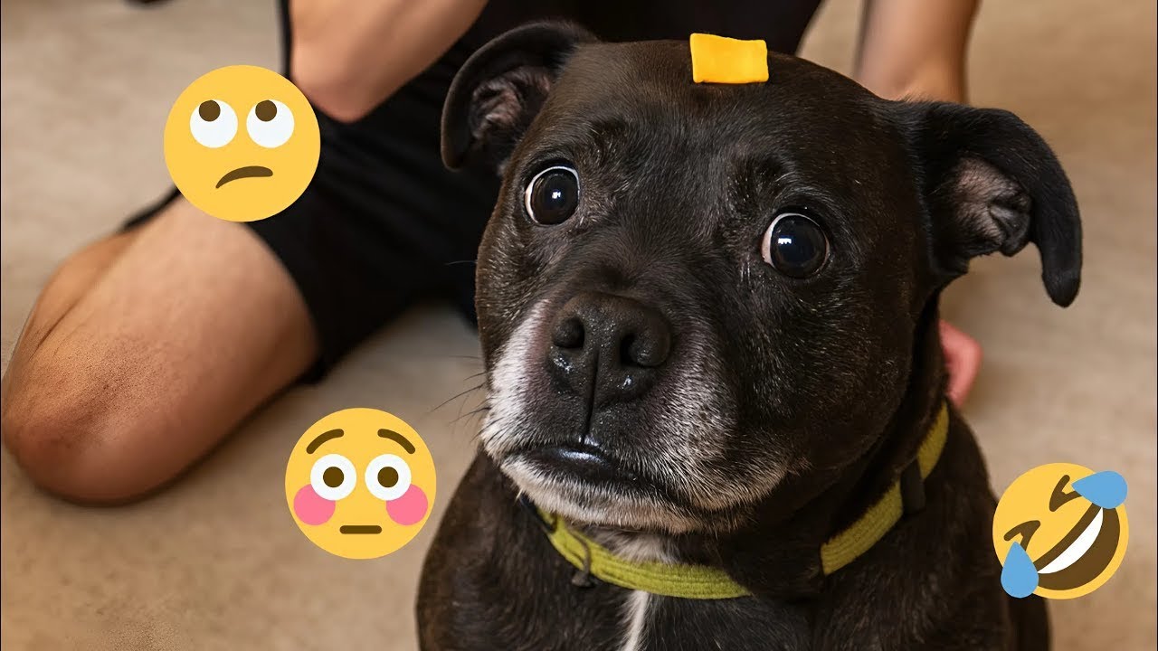 This Funny Dog Compilation Will Crack You Up 😂🐶 Funniest Animals Video 2026