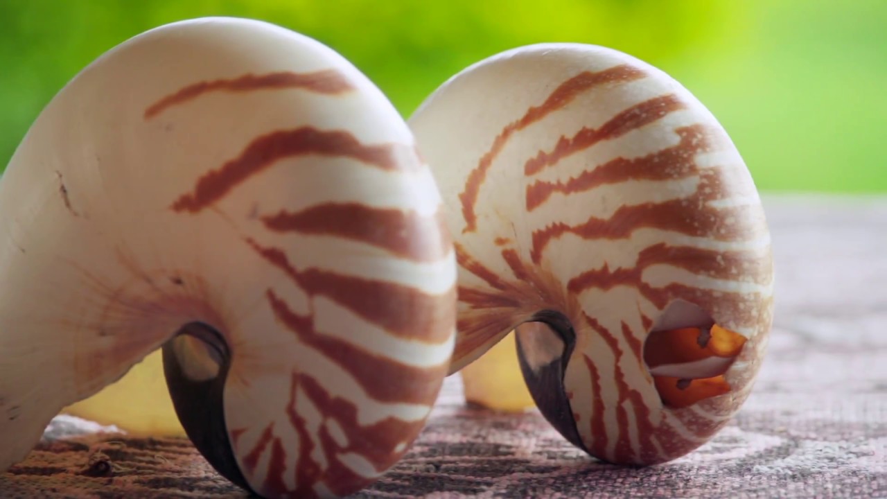 Expedition Nautilus - Fiji Trailer