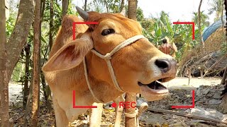 8 Cow Mooing, Whose Voice Is Good, The Ultimate Cow Sound Experience, Listen To These Cow Sound Resimi