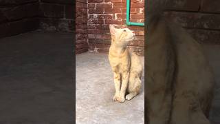 Wild pet cat looking for prey