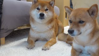 It seems that something scary happened when Shiba Inu Hachi tried to warm up.