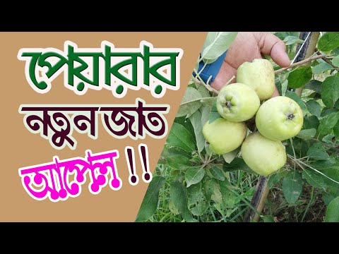 ভিডিও: বাড়িতে আপেলের জাত নির্বাচন করা