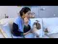 Murphy cute hai yan naughty  mumma ke sath pyar yan gussa  murphytheshihtzu803