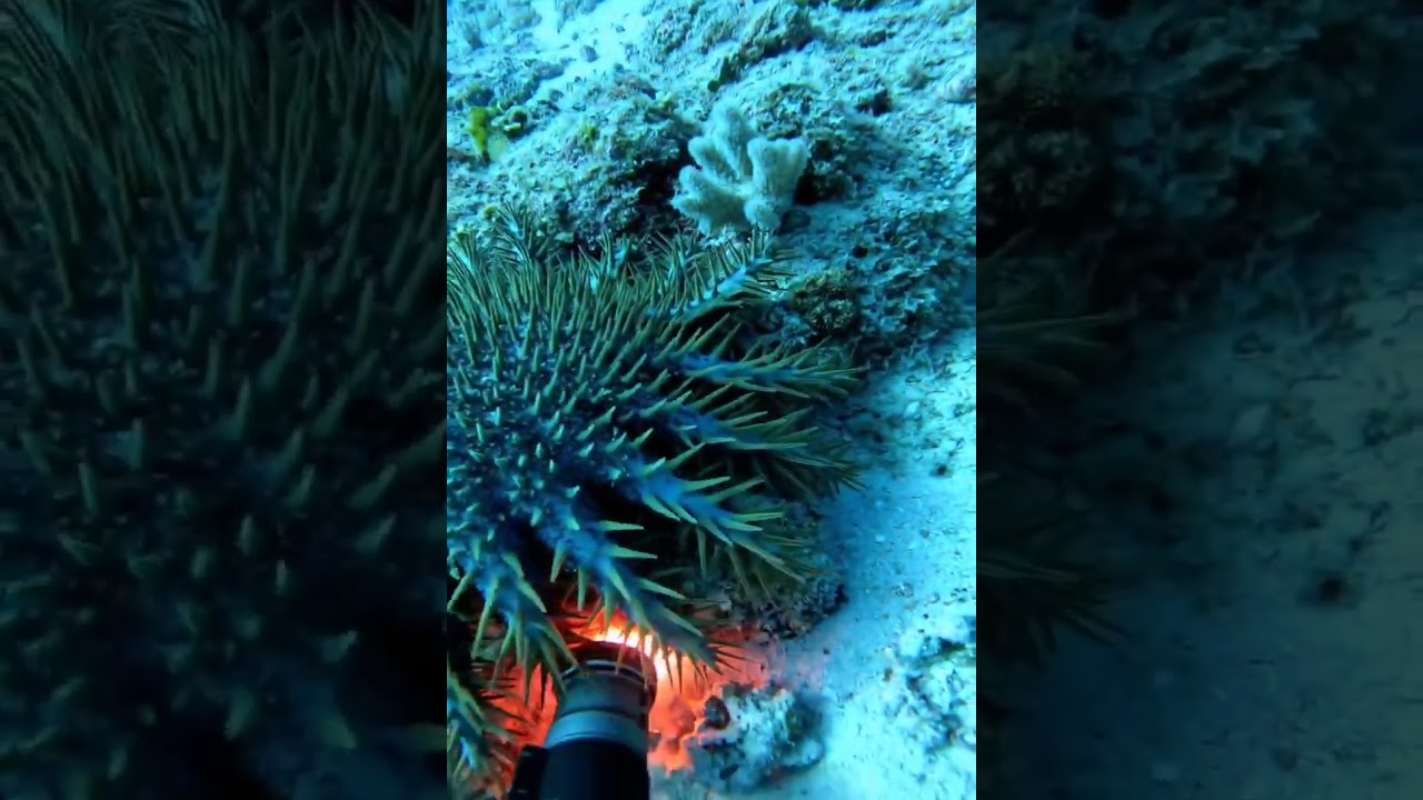 The Crown-of-Thorns Starfish (Acanthaster planci)!