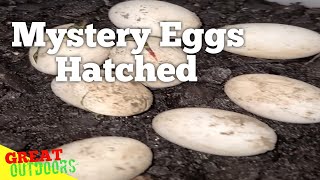 Hatching Mystery Reptile Eggs.