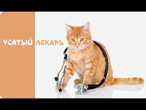 Как кошки лечат людей? | Невероятные факты!