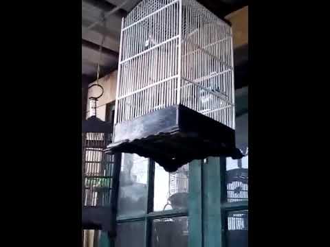 Kecici belalang ngalas ngerol