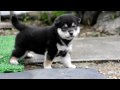 柴犬子犬黒柴雌411 7 2 7 30 柴犬 net