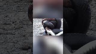 Rắn Vua Đen đại chiến Rắn Lục và cái kết bất ngờ!