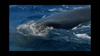 Colossal squid scene ocean odyssey