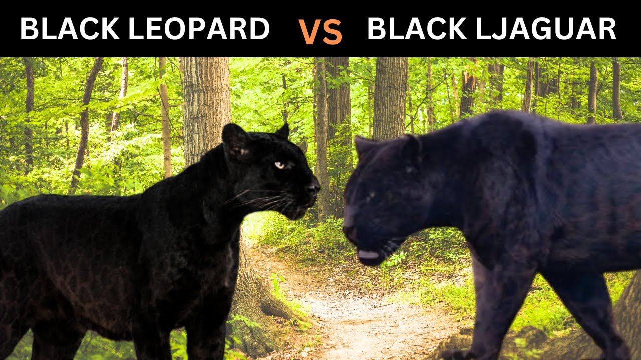 Black Leopard VS Black Jaguar Which one would Win? [Black Panther Battle] 