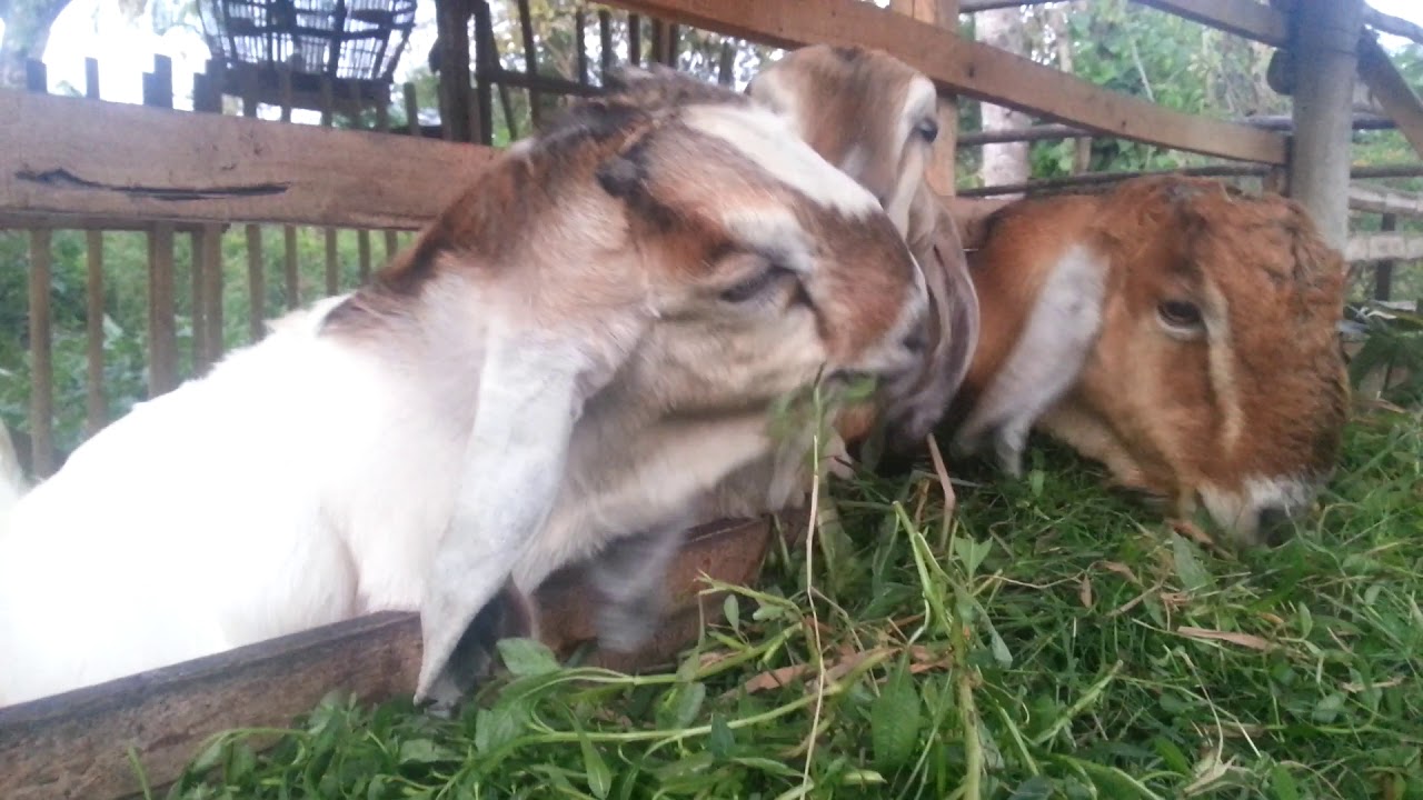 #kambing jumbo #peternak kambing 