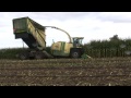 Maishakselen 10-10-2012. Harvesting Maize with a Krone Big X Cargo