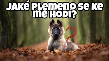 Co jsou infekční onemocnění u psů?
