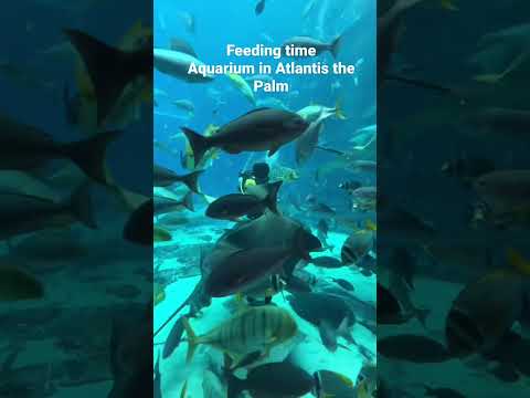 Feeding time at Atlantis Palm aquarium #shorts #dubai #atlantis #fish