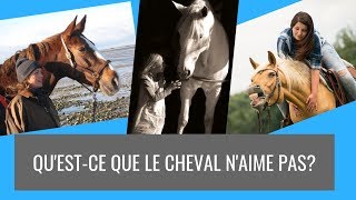 Qu'est-ce que les chevaux aime ?