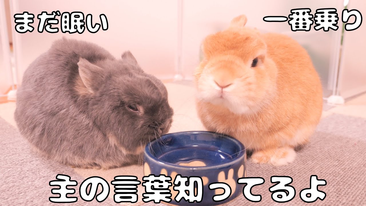 飼い主の言葉を聞いた瞬間、ご飯の準備を始めるムギミミが賢すぎました【No.1809】