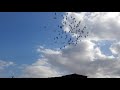 طيور السماء