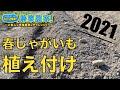 【じゃがいも栽培】植え付けしました！種芋の植え方解説 農業初心者が有機農業にチャレンジ野菜栽培副業【2021.3.10】