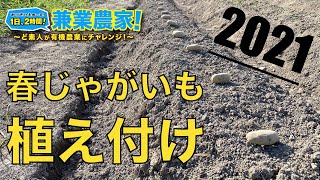 【じゃがいも栽培】植え付けしました！種芋の植え方解説 農業初心者が有機農業にチャレンジ野菜栽培副業【2021.3.10】