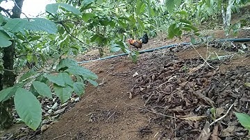 Bẫy gà rừng mới nhất 2021/17/1cuab qai qus nawb