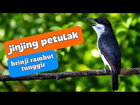 INI JERNIH back sound suara burung hutan !! JINJING PETULAK-BRINJI RAMBUT TUNGGIR