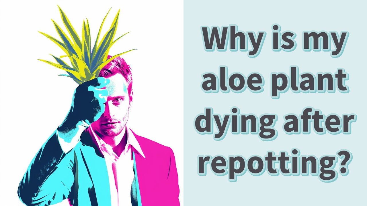 Why is my aloe plant dying after repotting? YouTube