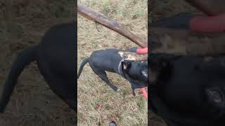 Staffordshire Bull Terrier - Big Stick Part 5