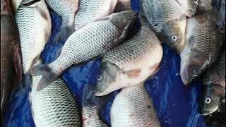 Mas IKAN MAS PERAK