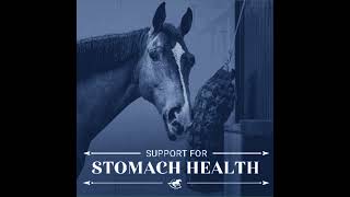 Support For Stomach Health