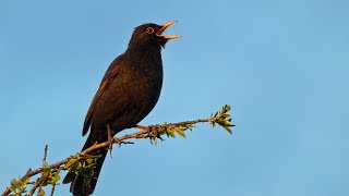 Blackbird Singing  Sounds Of Spring