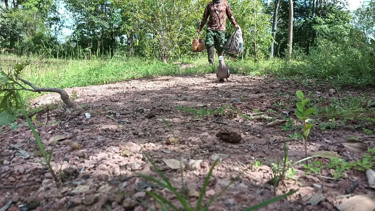 นกเขาใหญ่ต่อดิน วันว่างๆพา เจ้าขุมทรัพย์ ออกหมายกดมาอีก1แต้มครับ