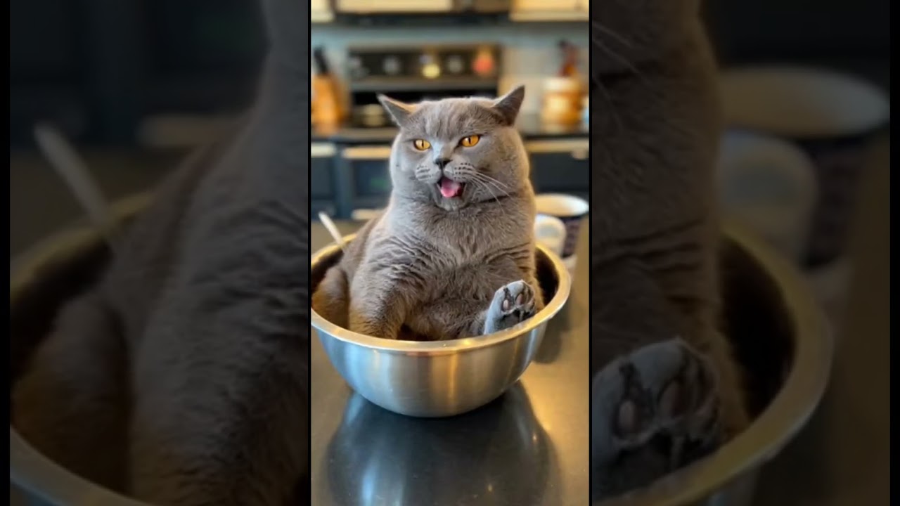 “Funny Cat Moments Compilation | Classic Laugh-Out-Loud Clips 😹”