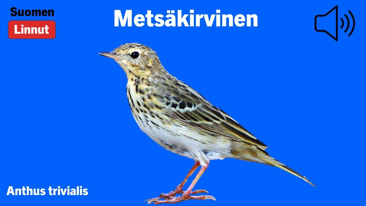 Metsäkirvinen - Anthus trivialis - Tree Pipit - trädpiplärka - ANTTRI