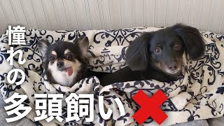 【独身男と犬2匹】実際に多頭飼いを経験して感じた5つのデメリット【犬との暮らし】