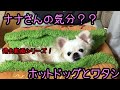 ホットドッグ！hot dog!アツい犬！【チワワxペキニーズ】ナナさん