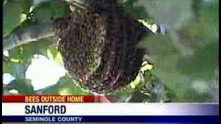 Beehive Creates Neighborhood Buzz