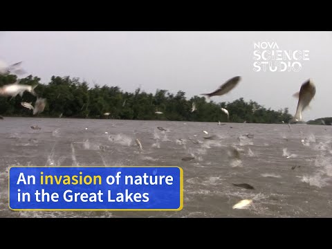 Asian Carp Invasive Species I Davison High School