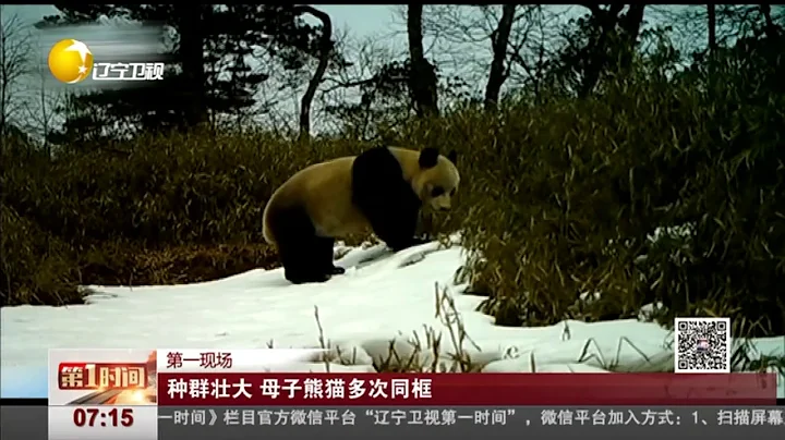 四川崇州再次发现多只野生大熊猫，憨态可掬吸引迷妹无数！ - 天天要闻