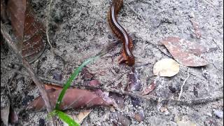 Funny Animals-Millipede-Mating Animal Best Compilation 2016-Funny Animal Video Compilation 2016