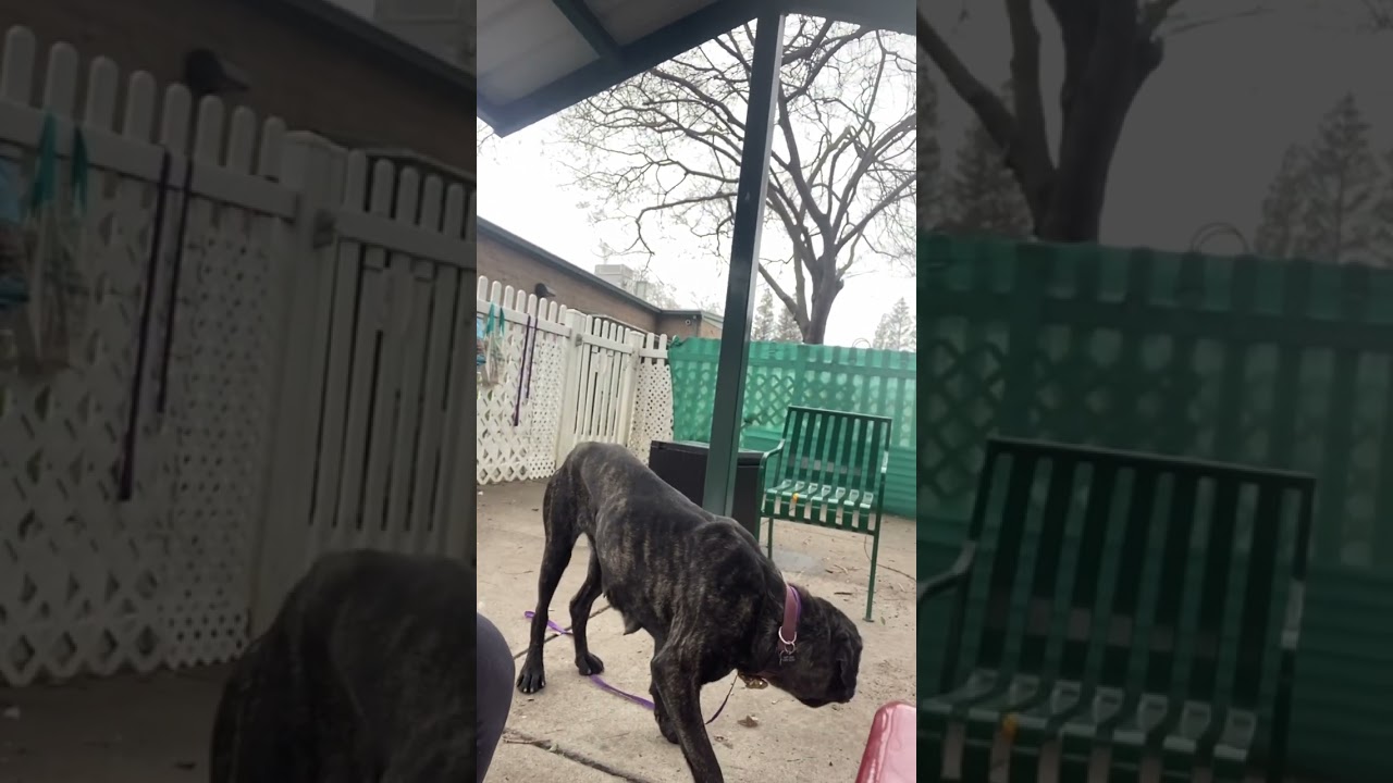 Tulip A657121 Cane Corso Front Street Shelter Sacramento CA
