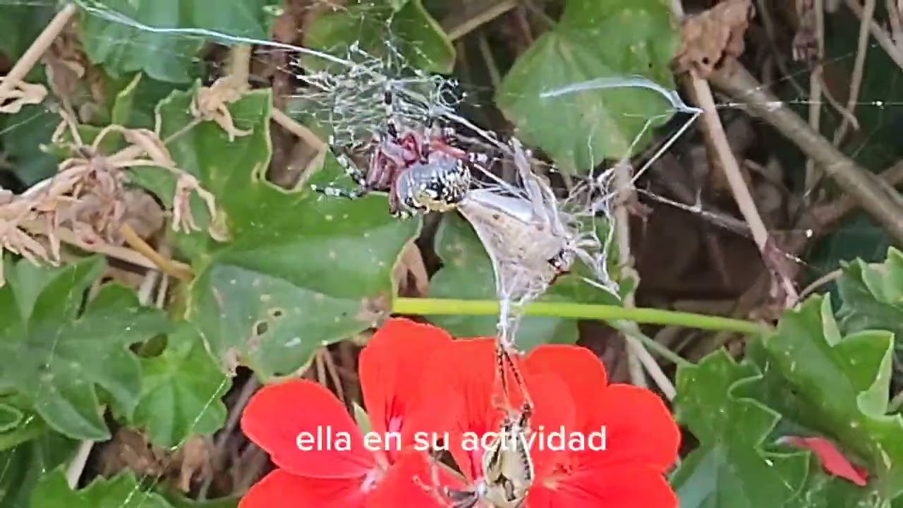 Araña de jardín Araneus diadematus clerk 