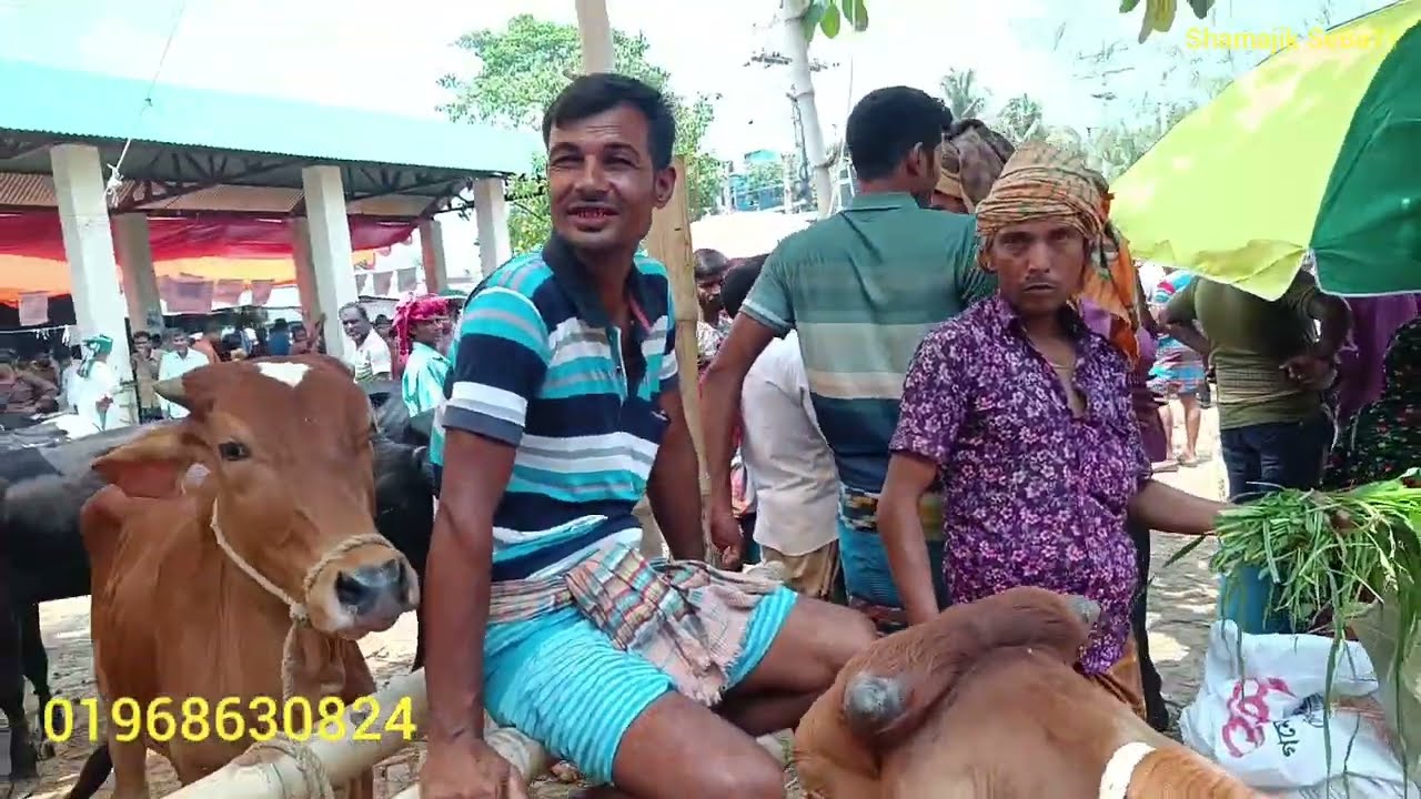 নেপালী গীর ৭০ হাজার টাকাই সাতমাইল গরুর হাট থেকে সংগ্রহ করুন?? 