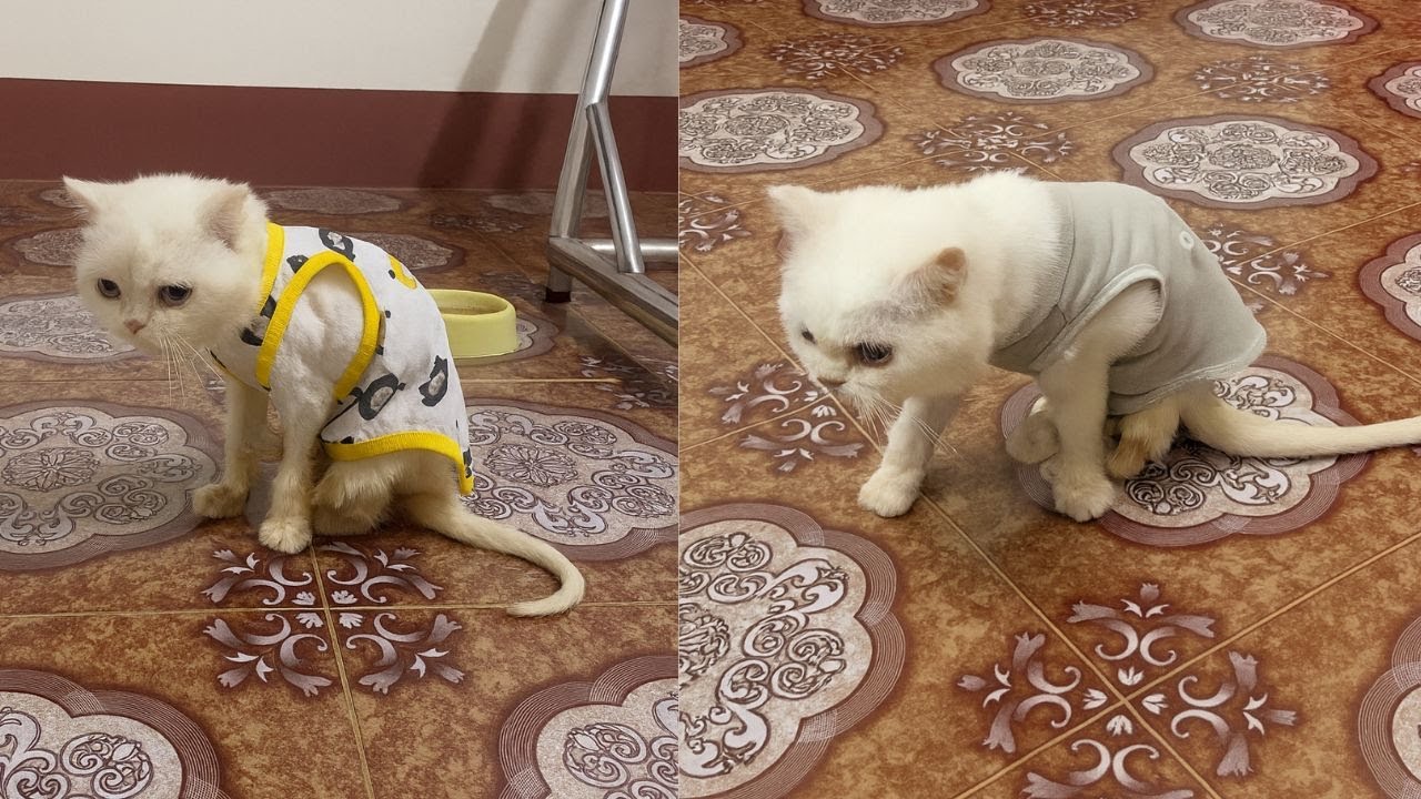 Animal rescue a disabled kitten’s journey from birth defects to hope